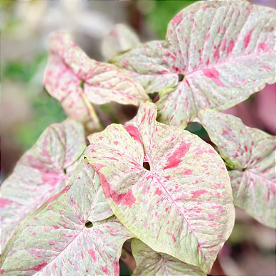 SINGÔNIO CONFETE ROSA (Syngonium 'Milk Confetti') - Pote 11