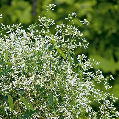 NEVE DA MONTANHA PENDENTE (Chamaesyce hypericifolia) - Cuia 21