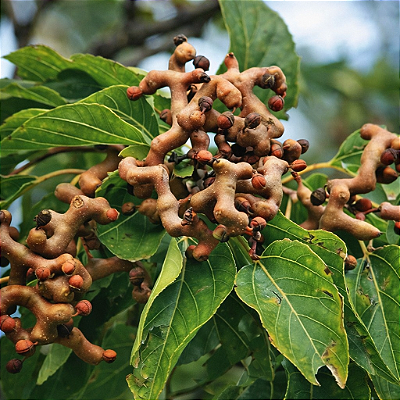UVA JAPONESA (Hovenia dulcis) - Muda com até 80 cm