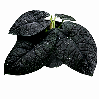 Alocasia Preta "Melo" - Pote 12
