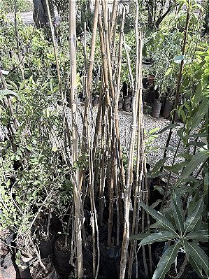 NOZ PECAN ENXERTADA (Carya Illinoinensis) - Muda Enxertada
