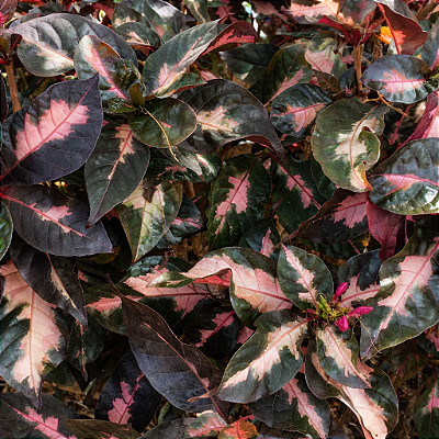 PLANTA CARICATA (Graptophyllum pictum) - Muda com até 1 metro