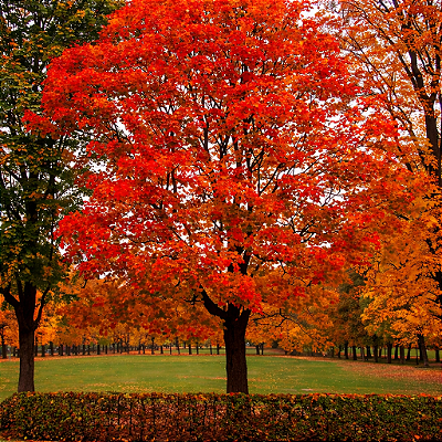 CARVALHO AMERICANO LEGÍTIMO (Quercus rubra) - Muda com até 1,20m