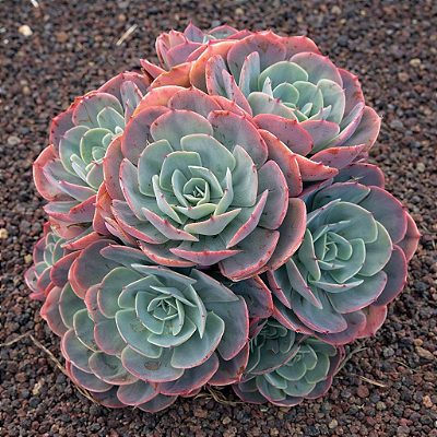 ROSA DE PEDRA GLAUCA (Echeveria secunda var. glauca) - Pote 11