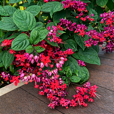 LÁGRIMA DE CRISTO VERMELHA (Clerodendrum thomsoniae) - Muda com até 80 cm