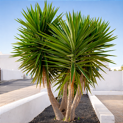 YUCCA (Yucca gigantea) - Pote 24