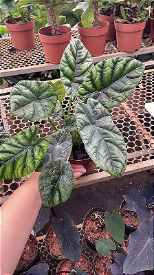 Alocasia Dragon Scale - Pote 12