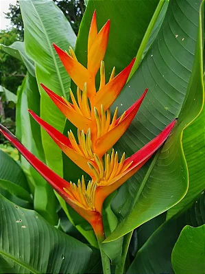 Heliconia nickeriensis - Muda com até 1,20m