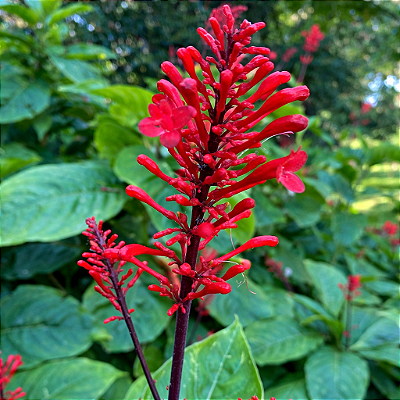 ODONTONEMA (Odontonema tubaeforme) - Muda com até 80 cm