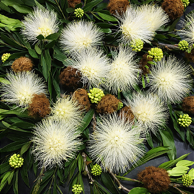 CALIANDRA BRANCA (Calliandra haematocephala "alba") - Muda com até 40 cm