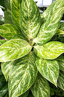 AGLAONEMA BRILHANTE (Aglaonema 'Brilliant Beauty' (spp.)) - Pote 17