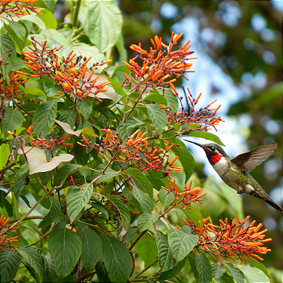 AMÉLIA (Hamelia patens) - Pote 24