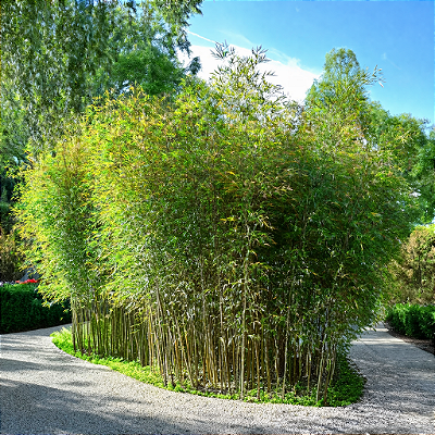 BAMBU CANA DA ÍNDIA ou ÁUREA (Phyllostachys aurea) - Muda com até 1 metro