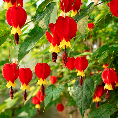 SININHO ou ABUTILON (Abutilon megapotamicum) - Muda com até 40 cm
