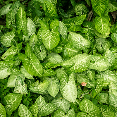 SINGÔNIO VERDE (Syngonium angustatum)