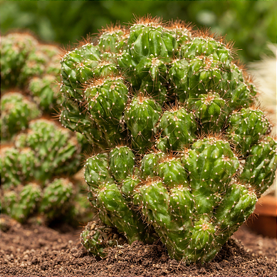 CACTO MONSTRO (Cereus peruvianus monstruosus) - Pote 11