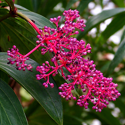 Medinilla speciosa - Muda com até 1 metro