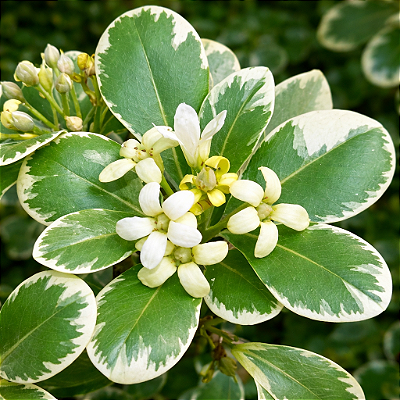 PITOSPORO VARIEGATA (Pittosporum tobira "variegata") - Muda com até 60 cm