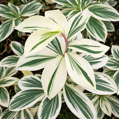 COSTUS VARIEGATA (Cheilocostus speciosus) - Pote 15