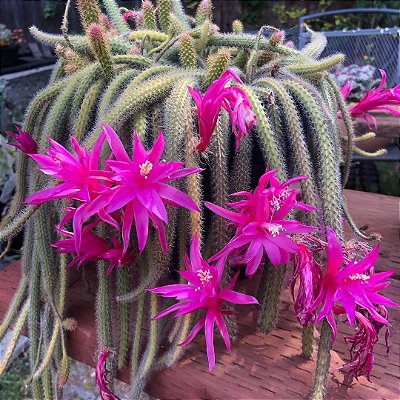 RABO DE RATO (Disocactus flagelliformis) - Cuia 13