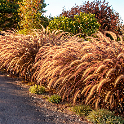 CAPIM DO TEXAS RUBRO (Pennisetum setaceum rubrum)