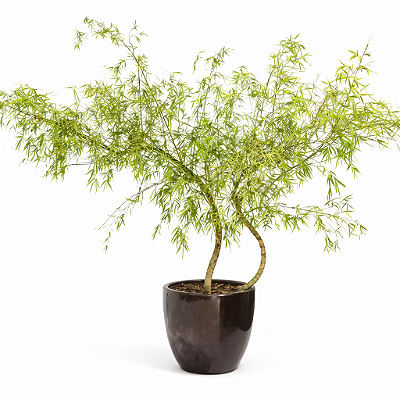 BAMBU MOSSÔ TORTO (Phyllostachys pubescens) - Muda com até 1,80m