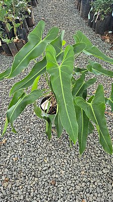 Philodendron Spiritus Sancti GRANDE - Pote 17
