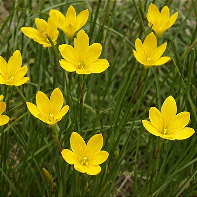 LÍRIO DO VENTO AMARELO (Zephyranthes citrina)