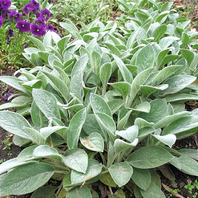 PEIXINHO DA HORTA (Stachys byzantina) - Pote 15