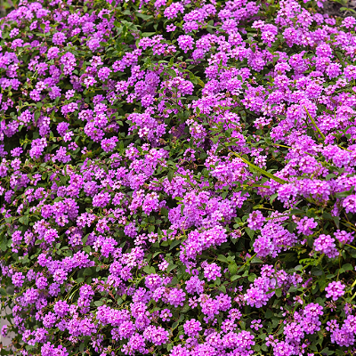 CAMBARÁ LILÁS (Lantana montevidensis)