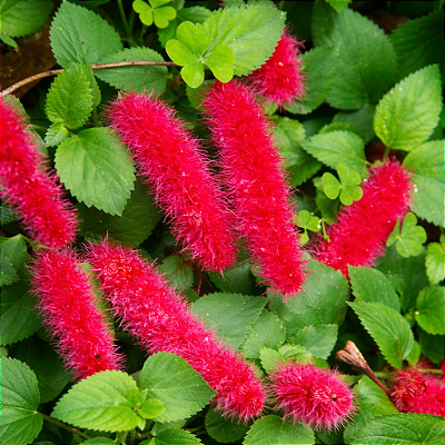 RABO DE GATO (Acalypha reptans)