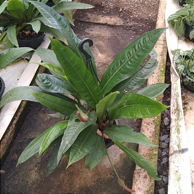 ANTÚRIO NEGRO (Anthurium andraeanum x Eggersii) - Cuia 21