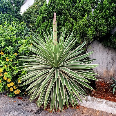 PITEIRA DO CARIBE (Agave angustifolia) - Muda com até 50 cm