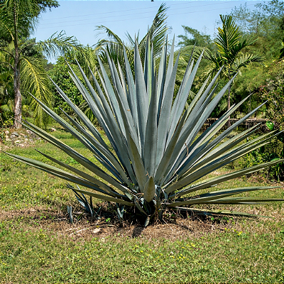 AGAVE AZUL (Agave tequilana) - Muda com até 70 cm