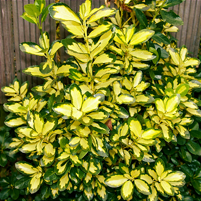 EVÔNIMO CORES (Euonymus japonicus) - Pote 15