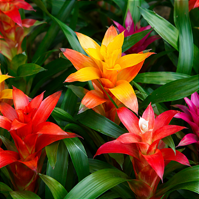 BROMÉLIA GUZMÂNIA (Guzmania) - Pote 14