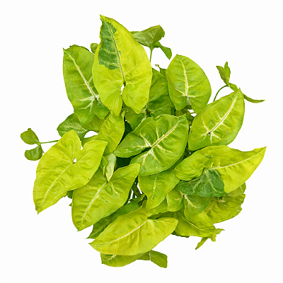 SINGÔNIO LIMÃO (Syngonium Lemon Lime) - Pote 12