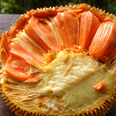 JACA ÂMBAR (Artocarpus heterophyllus “Âmbar”) - Muda com até 40 cm