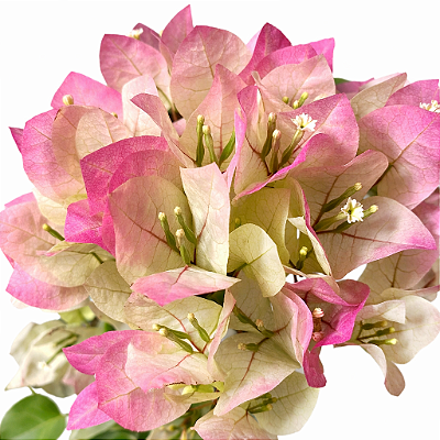 PRIMAVERA MESCLADA BRANCA E ROSA (Bougainvillea glabra) - Pote 17 com até 70 cm