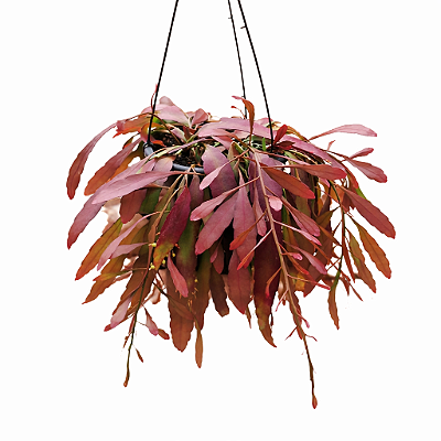 CACTO VERMELHO RAMULOSA (Rhipsalis ramulosa) - Cuia 21