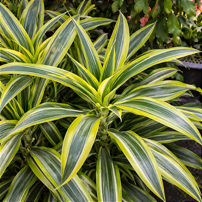 DRACENA LIMÃO (Dracaena deremensis 'Lemon Lime') - Pote 17