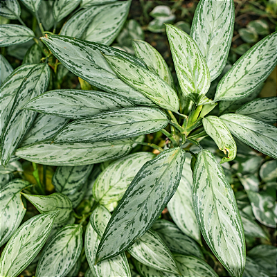 CAFÉ DE SALÃO (Aglaonema Silver Queen) - Pote 17
