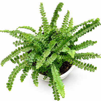 SAMAMBAIA CONFETE (Nephrolepis cordifolia var. Duffi) - Pote 15