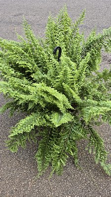 SAMAMBAIA POMPOM (Adiantum raddianum) - Cuia 21