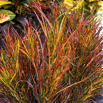 CRÓTON PICASSO (Codiaeum variegatum 'Picasso's Paintbrush') - Pote 11