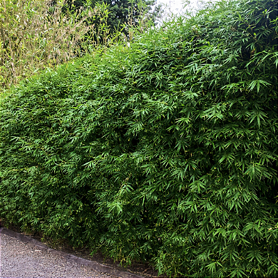 BAMBU MULTIPLEX CERCA-VIVA (Bambusa multiplex) - Muda com até 1 metro