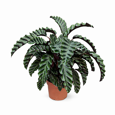 Calathea Velvet Glory - Pote 17