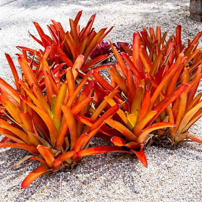 BROMÉLIA PORTO SEGURO (Aechmea blanchetiana) - Pote 17