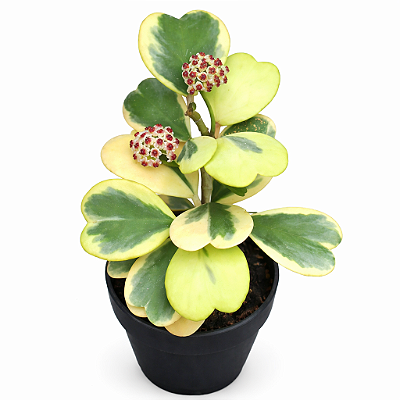FLOR DE CERA CORAÇÃO VARIEGATA (Hoya kerrii variegata) - Pote 11