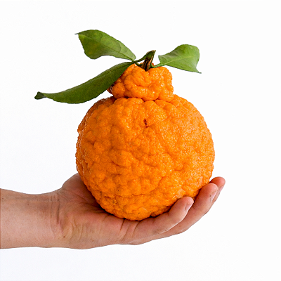 DEKOPON (Reticulata dekopon) - Muda Enxertada com até 1 metro